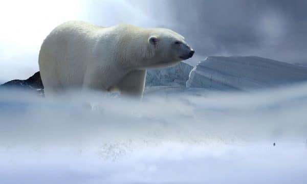 Eisbär umgeben von Eis und Schnee